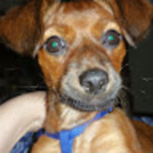 Meet your Posher, Ronna